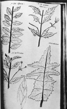 Jane Colden drawing of leaves