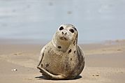 Juvenile Harp Seal (8590147625).jpg