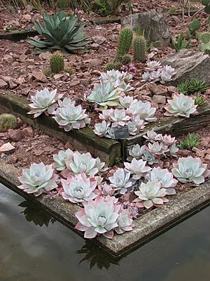 Kew Gardens - London - September 2008 (2954306842).jpg