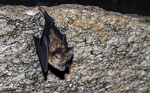 Kolar leaf-nosed bat.jpg