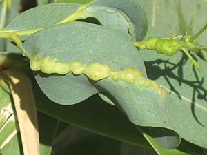 Leptocybe invasa (blue gum chalcid) gall on Eucalyptus