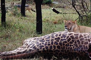 Lioness with giraffe kill, jackal lurking, kenya, august 9th 2012