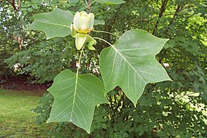 Liriodendron tulipifera - Hamburg (2)