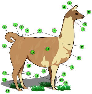 Llama with numbers