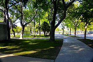 Los Angeles Memorial Coliseum tree-lined entrance