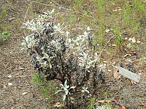 Lupinus guadalupensis - University of California Botanical Garden - DSC09007.JPG