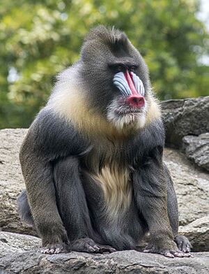 Mandrill Albert September 2015 Zoo Berlin (2)