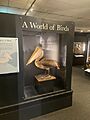 Mansfield Museum A world of Birds