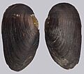 Margaritifera margaritifera-buiten