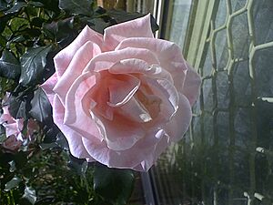 Mary mackillop rose