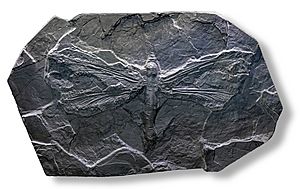 Meganeura monyi au Museum de Toulouse