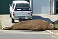 Momoa Southern Elephant Seal - Whakatane