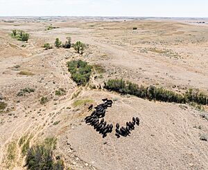Montana drought, aerial view, cattle ranch in Fallon County, MT. June 2021 (cropped)
