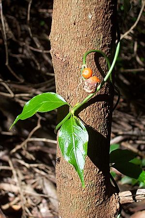 Morinda jasminoides on Lilly Pilly.jpg