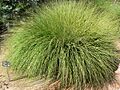 Muhlenbergia rigens form