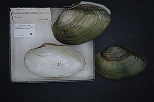 Naturalis Biodiversity Center - RMNH.MOL.326382 - Pyganodon grandis (Say, 1829) - Unionidae - Mollusc shell.jpeg