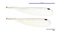 Nososticta koolpinyah male wings (34664238902)