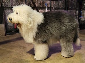 facts about old english sheepdogs