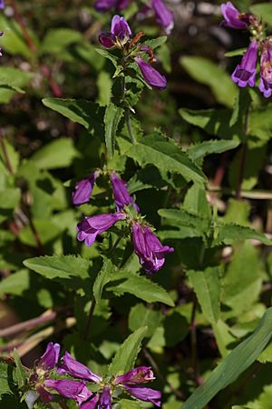 Penstemon serrulatus 1197.JPG