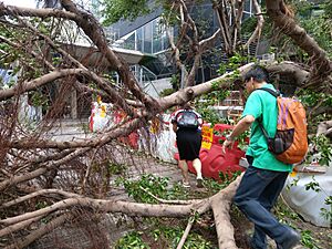 People climb over trees to go to work the morning after Typhoon Mangkhut near Immigration Tower in Wan Chai