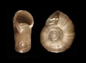 Planorbella duryi shell