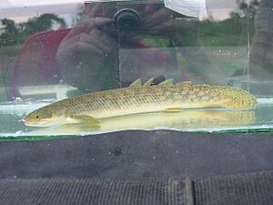 Polypterus palmas 53146355.jpg