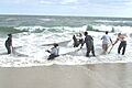 Post0061 - Flickr - NOAA Photo Library