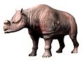 Protitanops NT small