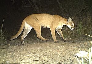 Puma concolor camera trap Arizona 2