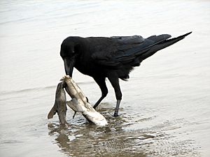 Raven scavenging on a dead shark