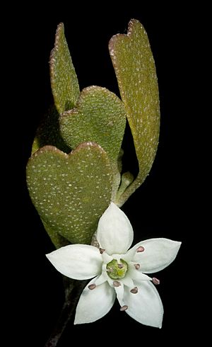 Rhadinothamnus rudis subsp. rudis - Flickr - Kevin Thiele.jpg