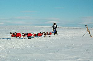 Robert Sorlie and Iditarod team near Nome