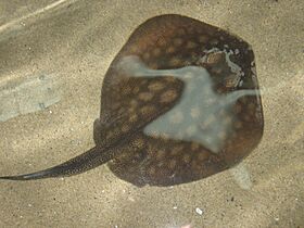 Round stingray