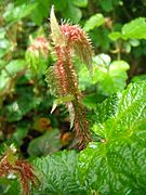 Rubus tricolor (bourgeon)