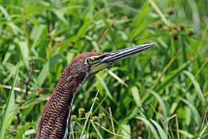 Rufescent tiger heron (Tigrisoma lineatum lineatum) young adult head