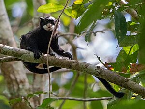Saguinus mystax - Moustached Tamarin; Serra do Divisor National Park, Acre, Brazil