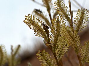 Salix lasiolepis flowers.jpg