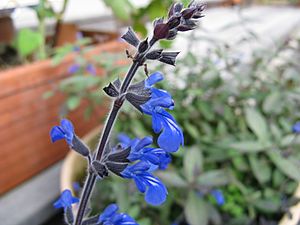 Salvia sinaloensis1