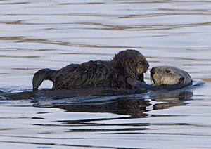 Sea-otter-with-pup-morro-rock