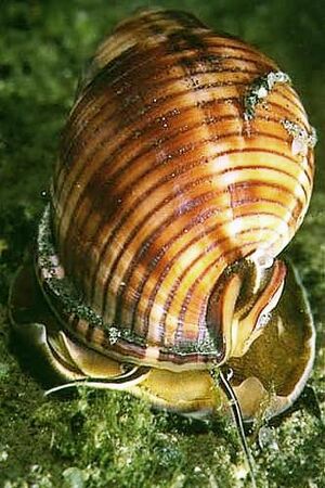 Semicassis granulata