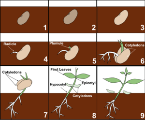 Sequential Steps of Bean Seedling Germination