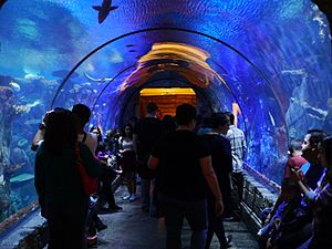 Shark Reef Aquarium at Mandalay Bay (12370496633).jpg