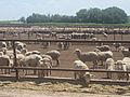 Sheep feeder lot south of Dimmitt, TX IMG 4812