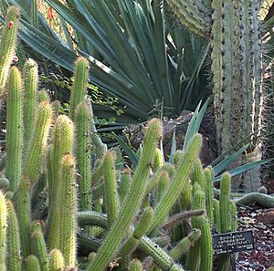 Specimen of Borzicactus(Cleistocactus) samaipatanus at the Huntington Botanical Desert Garden.jpg