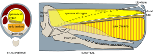 Sperm whale head anatomy (transverse + sagittal)