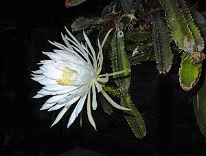 Strophocactus testudo13UE adj.jpg