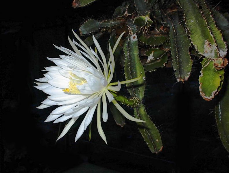 Strophocactus testudo13UE adj