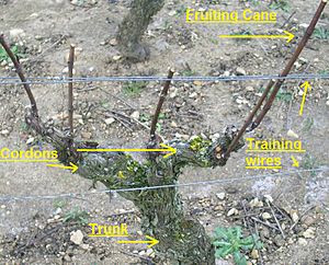 Structure of a grape vine