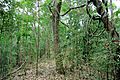 Subtropical semi-evergreen seasonal forest in Northern Thailand
