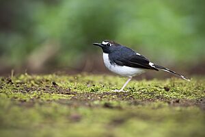 Sunda Forktail 0A2A4639.jpg